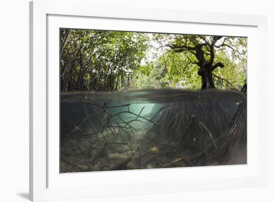 Split Image of Mangroves and their Extensive Underwater Prop Root System-Reinhard Dirscherl-Framed Photographic Print