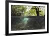 Split Image of Mangroves and their Extensive Underwater Prop Root System-Reinhard Dirscherl-Framed Photographic Print