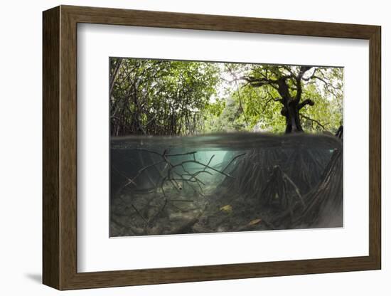 Split Image of Mangroves and their Extensive Underwater Prop Root System-Reinhard Dirscherl-Framed Photographic Print