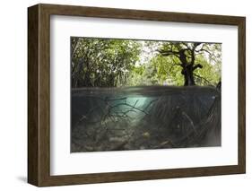 Split Image of Mangroves and their Extensive Underwater Prop Root System-Reinhard Dirscherl-Framed Photographic Print