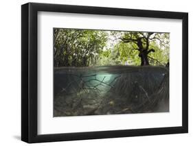 Split Image of Mangroves and their Extensive Underwater Prop Root System-Reinhard Dirscherl-Framed Photographic Print