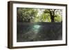 Split Image of Mangroves and their Extensive Underwater Prop Root System-Reinhard Dirscherl-Framed Photographic Print