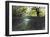 Split Image of Mangroves and their Extensive Underwater Prop Root System-Reinhard Dirscherl-Framed Photographic Print