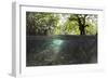 Split Image of Mangroves and their Extensive Underwater Prop Root System-Reinhard Dirscherl-Framed Photographic Print