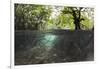 Split Image of Mangroves and their Extensive Underwater Prop Root System-Reinhard Dirscherl-Framed Photographic Print