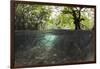 Split Image of Mangroves and their Extensive Underwater Prop Root System-Reinhard Dirscherl-Framed Photographic Print