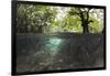 Split Image of Mangroves and their Extensive Underwater Prop Root System-Reinhard Dirscherl-Framed Photographic Print