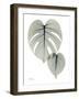 Split Leaf Philodendron Portrait-Albert Koetsier-Framed Art Print