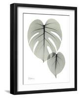 Split Leaf Philodendron Portrait-Albert Koetsier-Framed Art Print