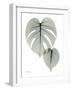 Split Leaf Philodendron Portrait-Albert Koetsier-Framed Art Print