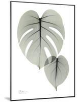 Split Leaf Philodendron Portrait-Albert Koetsier-Mounted Art Print