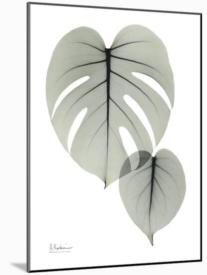 Split Leaf Philodendron Portrait-Albert Koetsier-Mounted Art Print