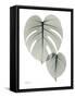 Split Leaf Philodendron Portrait-Albert Koetsier-Framed Stretched Canvas