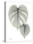 Split Leaf Philodendron Portrait-Albert Koetsier-Stretched Canvas