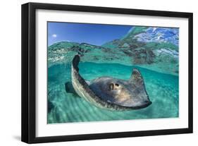 Split Level Image of a Southern Stingray (Dasyatis Americana) Swimming over a Sand Bar-Alex Mustard-Framed Photographic Print