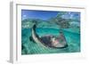 Split Level Image of a Southern Stingray (Dasyatis Americana) Swimming over a Sand Bar-Alex Mustard-Framed Photographic Print