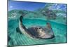 Split Level Image of a Southern Stingray (Dasyatis Americana) Swimming over a Sand Bar-Alex Mustard-Mounted Photographic Print