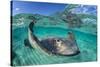 Split Level Image of a Southern Stingray (Dasyatis Americana) Swimming over a Sand Bar-Alex Mustard-Stretched Canvas