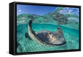 Split Level Image of a Southern Stingray (Dasyatis Americana) Swimming over a Sand Bar-Alex Mustard-Framed Stretched Canvas