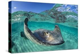 Split Level Image of a Southern Stingray (Dasyatis Americana) Swimming over a Sand Bar-Alex Mustard-Stretched Canvas