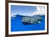 Split-level of a Sperm whale swimming close to the surface-Franco Banfi-Framed Photographic Print