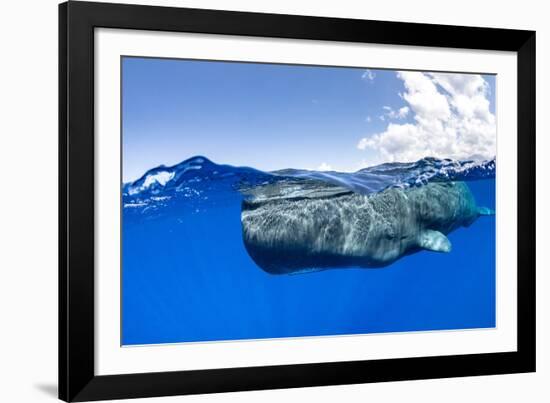 Split-level of a Sperm whale swimming close to the surface-Franco Banfi-Framed Photographic Print