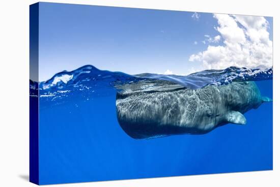 Split-level of a Sperm whale swimming close to the surface-Franco Banfi-Stretched Canvas