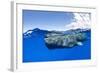 Split-level of a Sperm whale swimming close to the surface-Franco Banfi-Framed Photographic Print