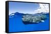 Split-level of a Sperm whale swimming close to the surface-Franco Banfi-Framed Stretched Canvas