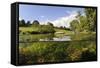 Split-Level View of River Leith with Water-Crowfoot (Ranunculus Fluitans) Growing Underwater, UK-Linda Pitkin-Framed Stretched Canvas