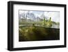 Split level view of the River Itchen, chalk stream at Winnall Moors, Hampshire, England-Michel Roggo-Framed Photographic Print