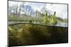 Split level view of the River Itchen, chalk stream at Winnall Moors, Hampshire, England-Michel Roggo-Mounted Photographic Print