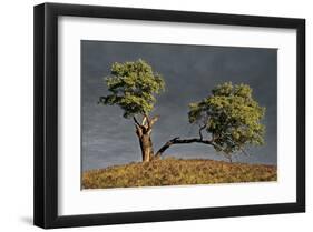 Split Oak-David Winston-Framed Giclee Print