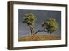 Split Oak-David Winston-Framed Giclee Print