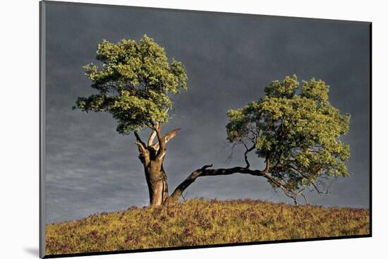 Split Oak-David Winston-Mounted Giclee Print