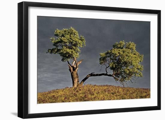 Split Oak-David Winston-Framed Giclee Print