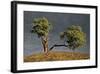 Split Oak-David Winston-Framed Giclee Print