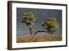 Split Oak-David Winston-Framed Giclee Print