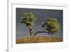 Split Oak-David Winston-Framed Giclee Print