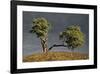 Split Oak-David Winston-Framed Giclee Print