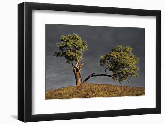 Split Oak-David Lorenz Winston-Framed Art Print