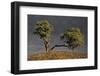 Split Oak-David Lorenz Winston-Framed Art Print