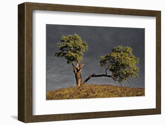 Split Oak-David Lorenz Winston-Framed Art Print