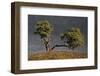 Split Oak-David Lorenz Winston-Framed Art Print