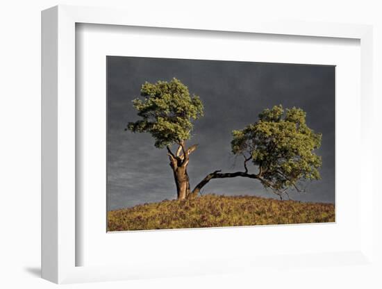 Split Oak-David Lorenz Winston-Framed Art Print