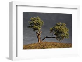 Split Oak-David Lorenz Winston-Framed Art Print