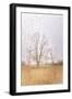 Split Tree in Field-null-Framed Photographic Print