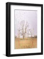 Split Tree in Field-null-Framed Photographic Print