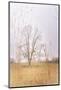 Split Tree in Field-null-Mounted Photographic Print