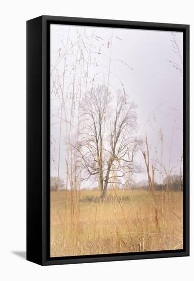 Split Tree in Field-null-Framed Stretched Canvas